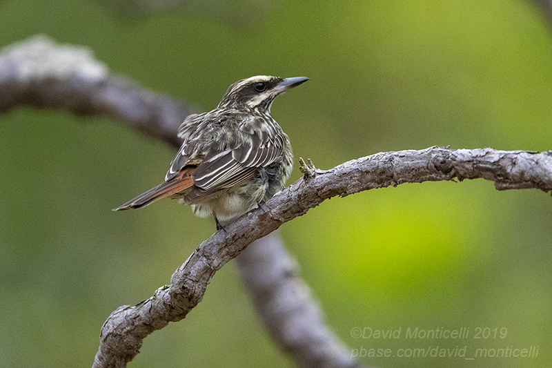 Streaked Flycatcher (Myiodynastes maculatus)_near Poussada Piuval, south of Pocon (Mato grosso)