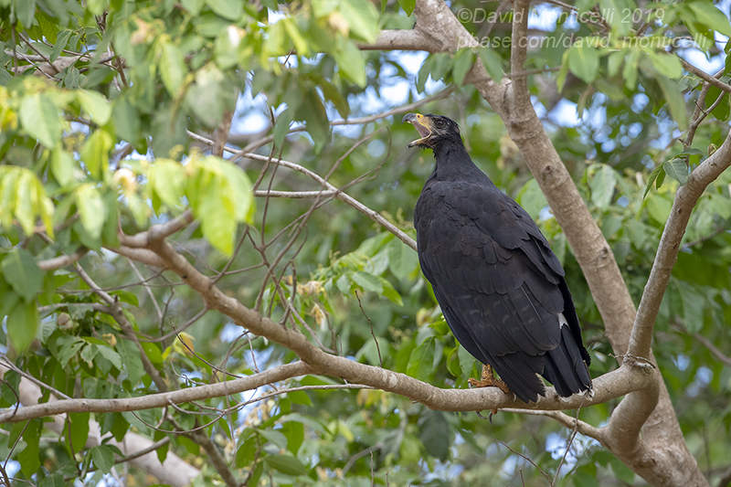 Great Black Hawk (Buteogallus urubitinga)_Cuiaba river, Porto Jofre (Mato Grosso)
