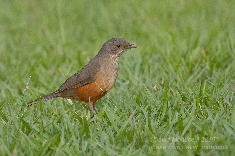 Rufous-bellied Thrush (Turdus rufiventris)_Hotel Pantanal Norte, Porto Jofre (Mato Grosso)