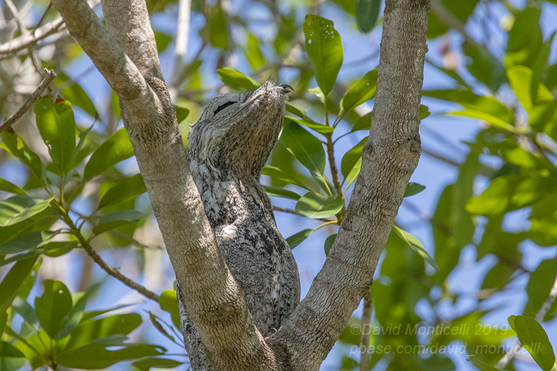 Great Potoo (Nyctibius grandis) at roosting site_near Pouso Alegre Lodge, south of Pocon (Mato Grosso)