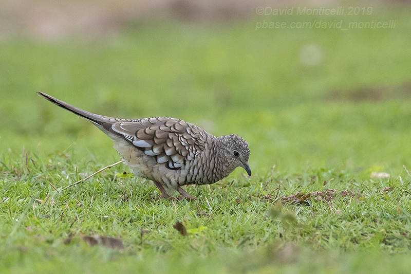 Scaled Dove (Scardafella squammata)_Pantanal Mato Grosso Hotel, south of Pocon (Mato Grosso)