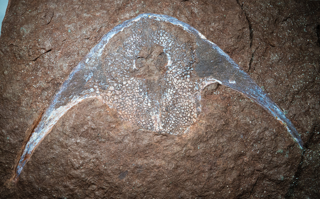 Stensiopelta head shield, Lower Devonian, Ukraine