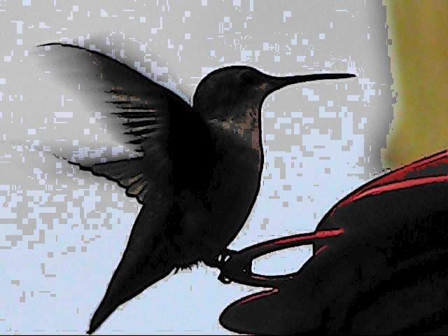 Hummingbirds at our feeders