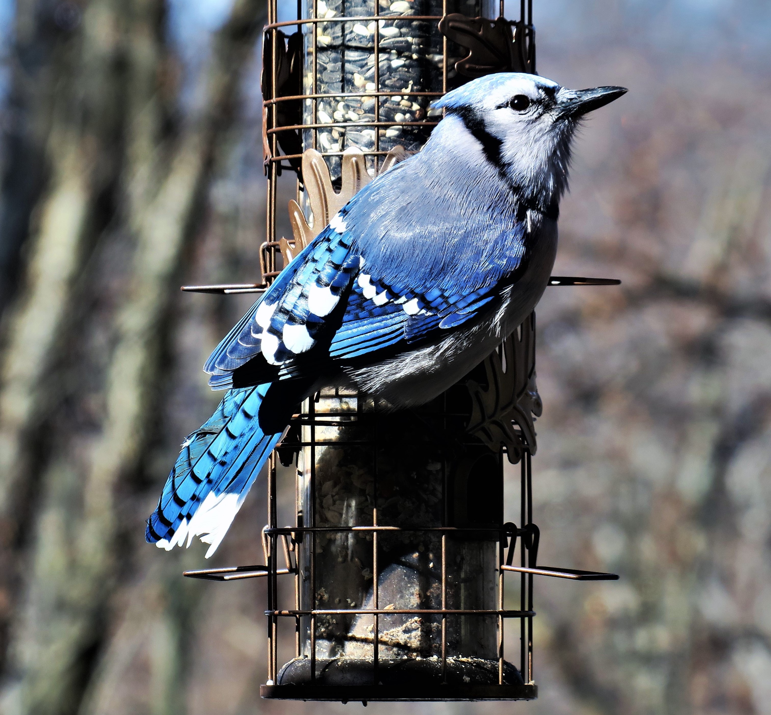 E pluribus unum - Blue Jay