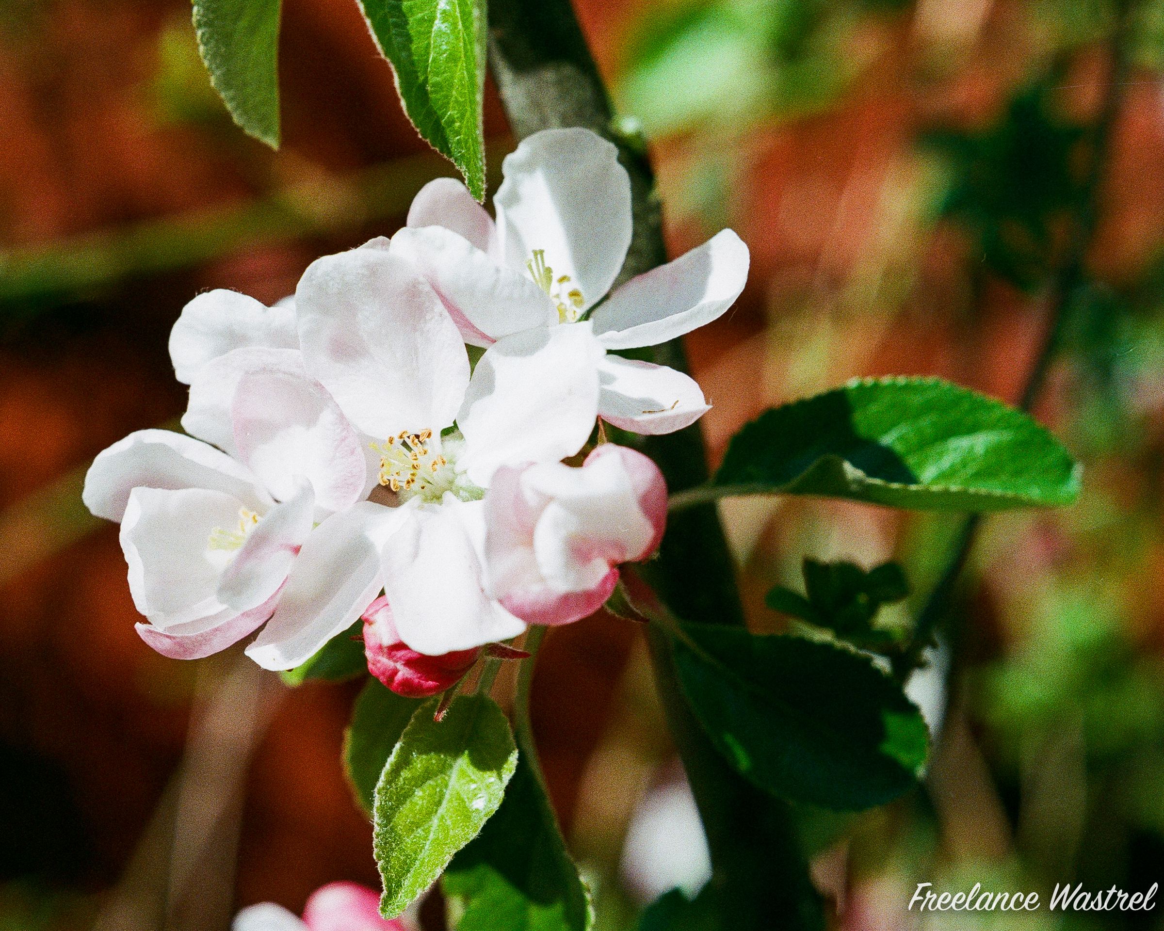 Apple tree (Malus domestica)