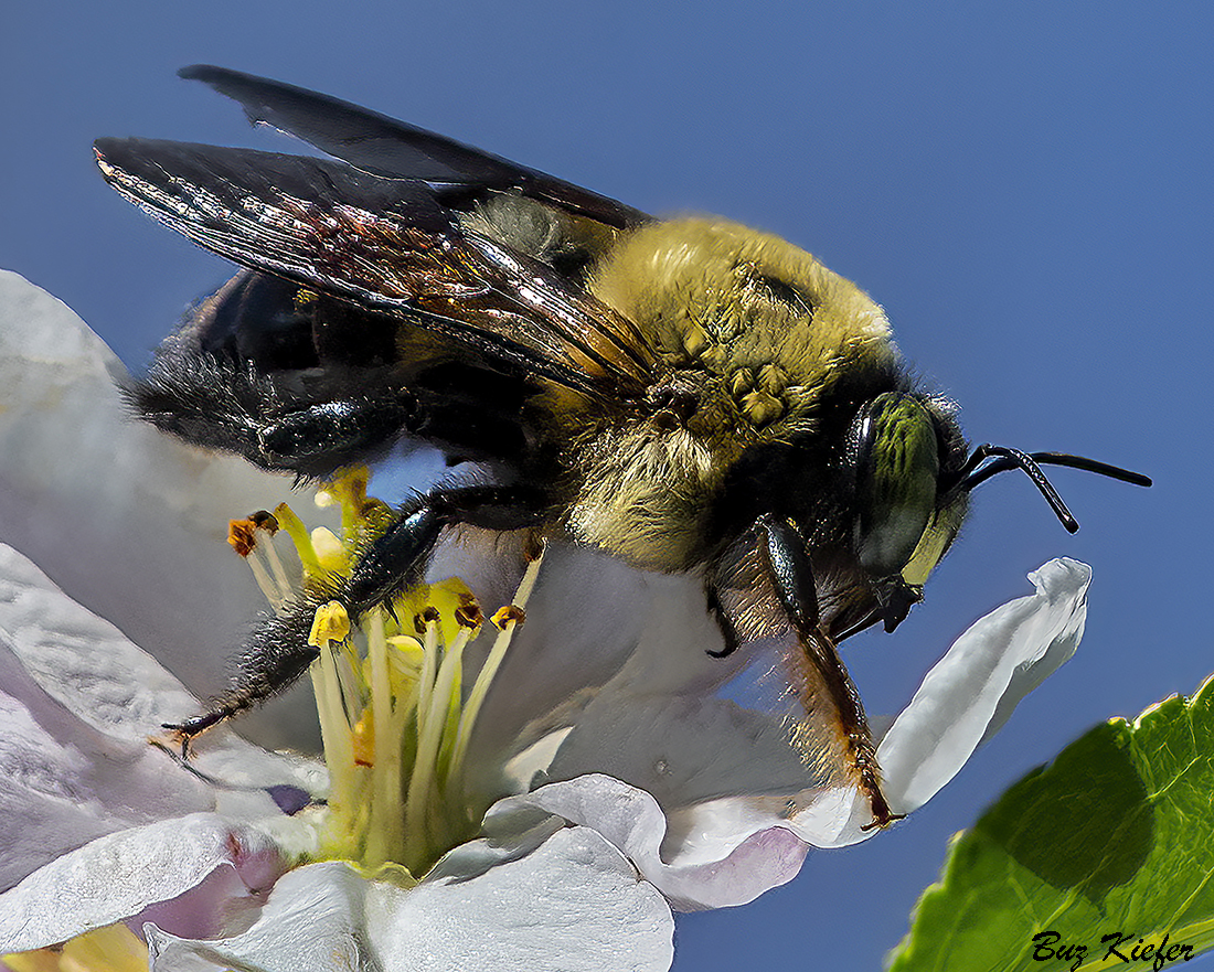 The Pollinator