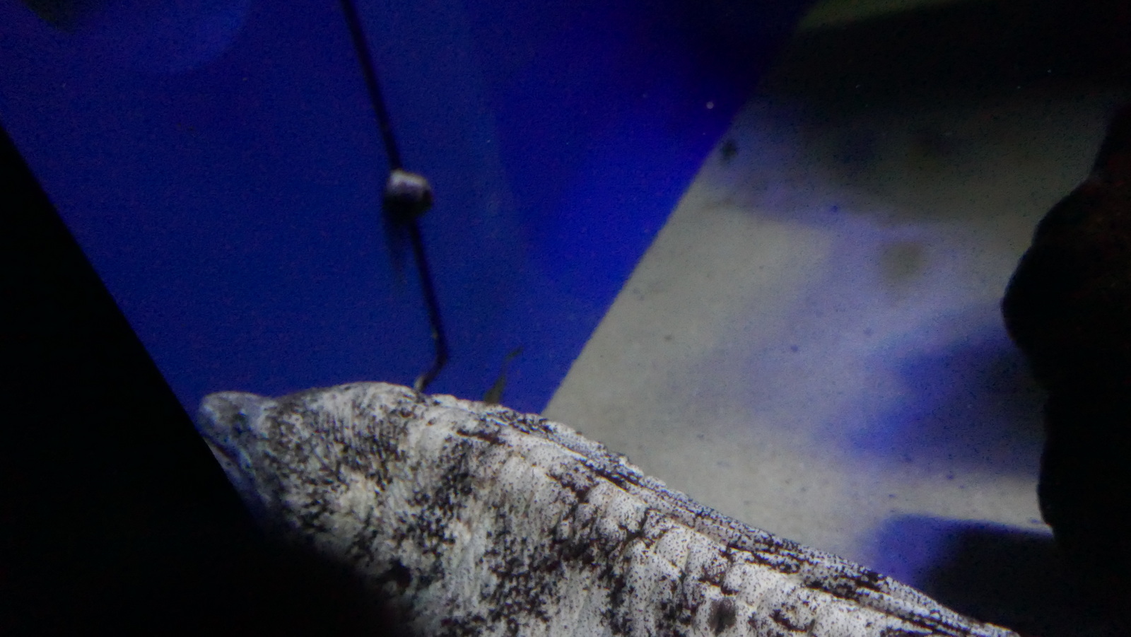 P1110509_resize.JPG