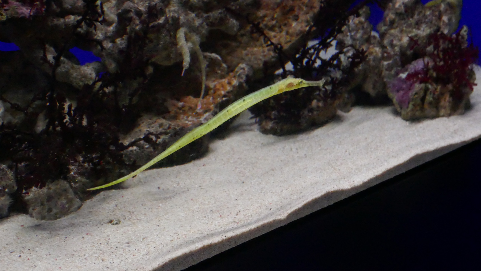 P1110515_resize.JPG