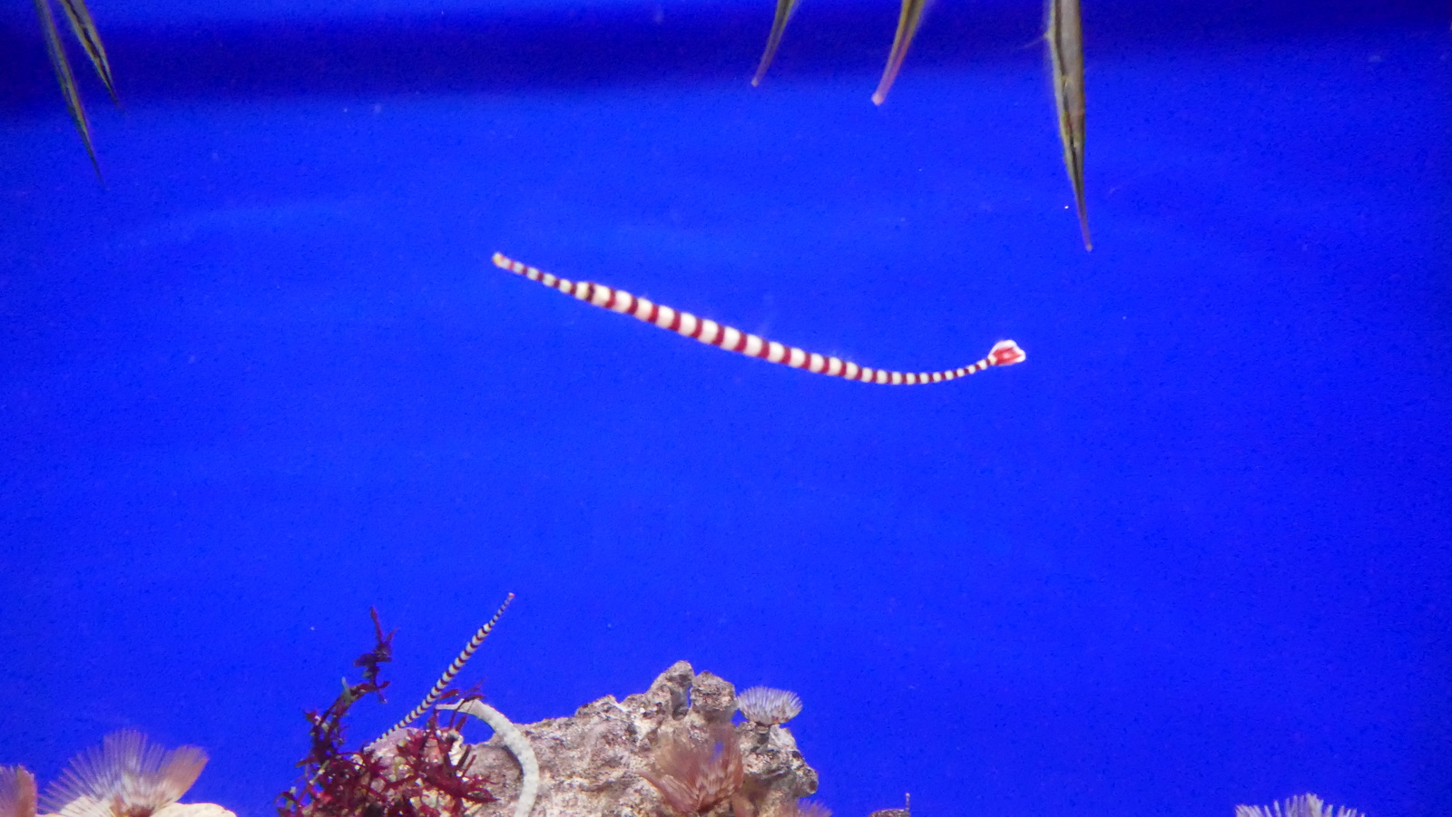 P1110517_resize.JPG