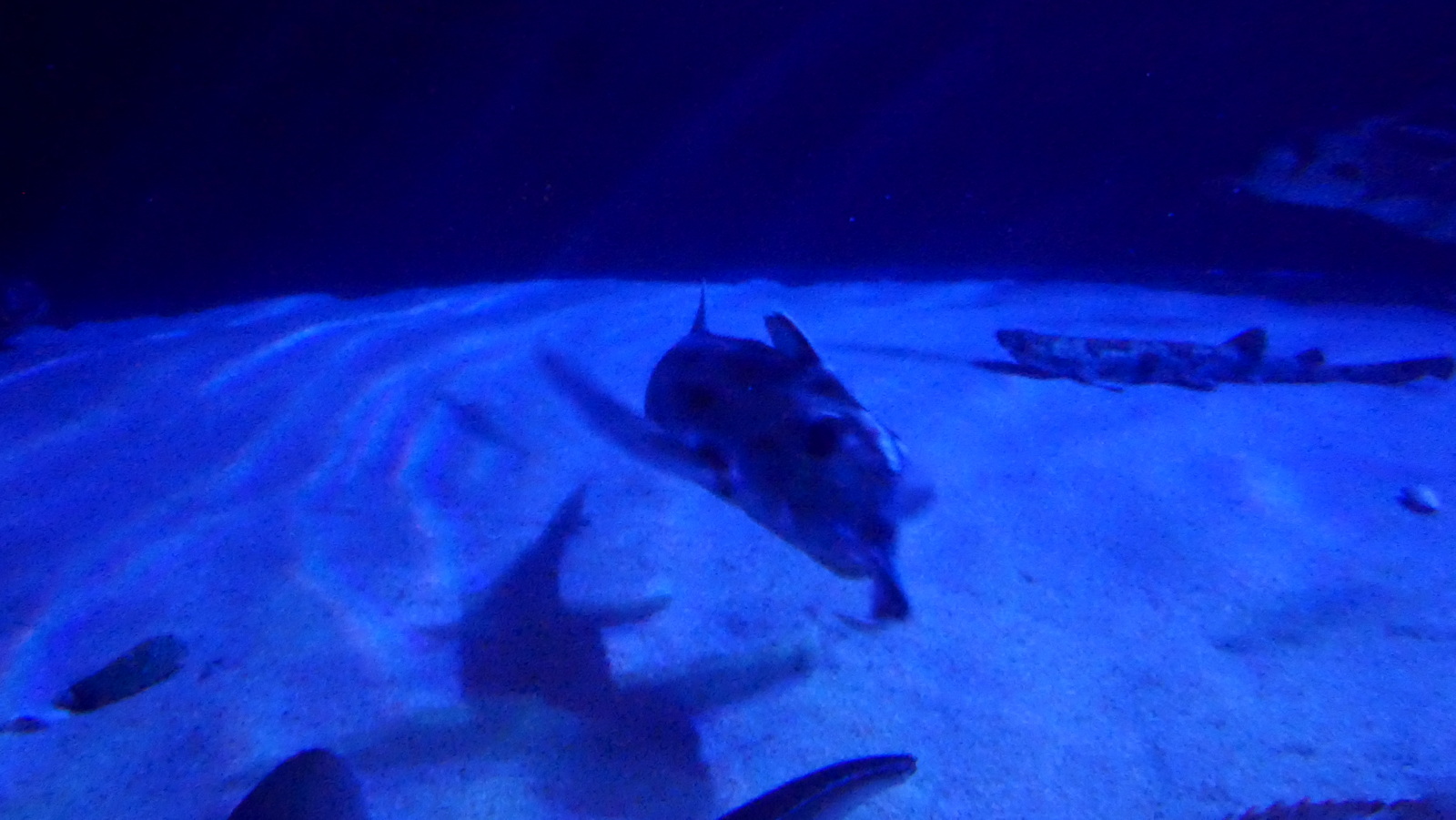 P1110528_resize.JPG