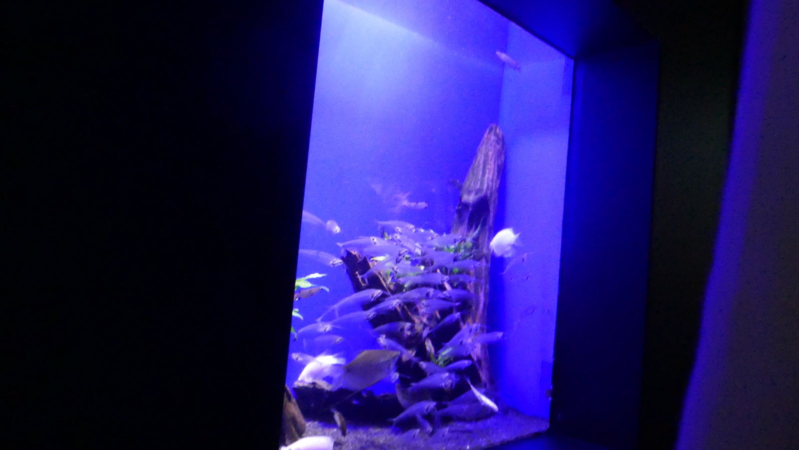 P1110565_resize.JPG