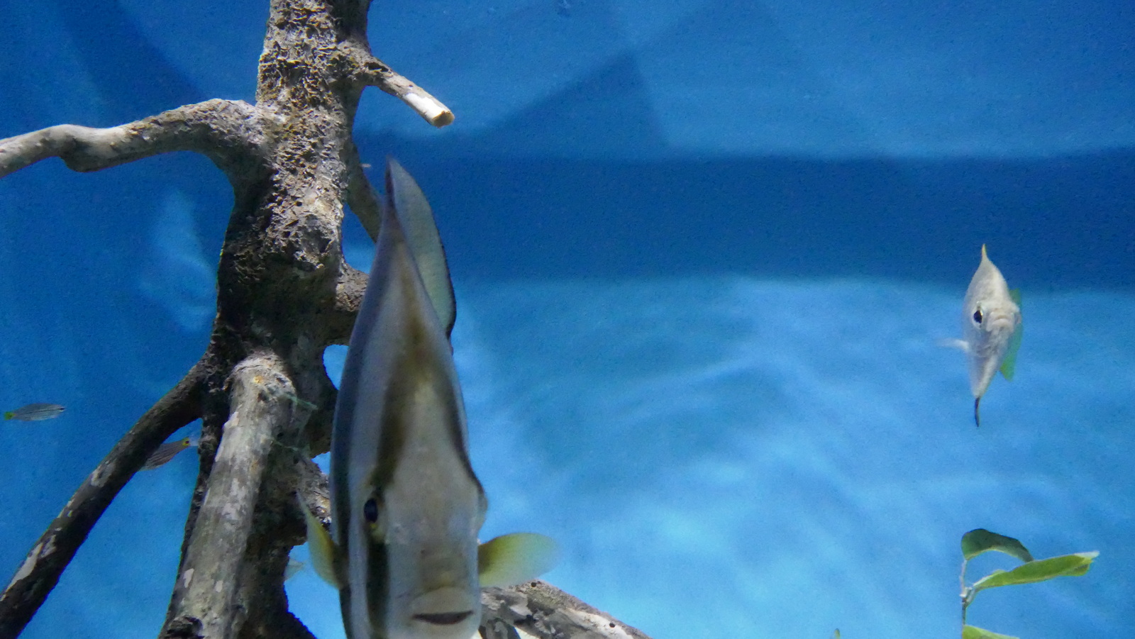 P1110571_resize.JPG