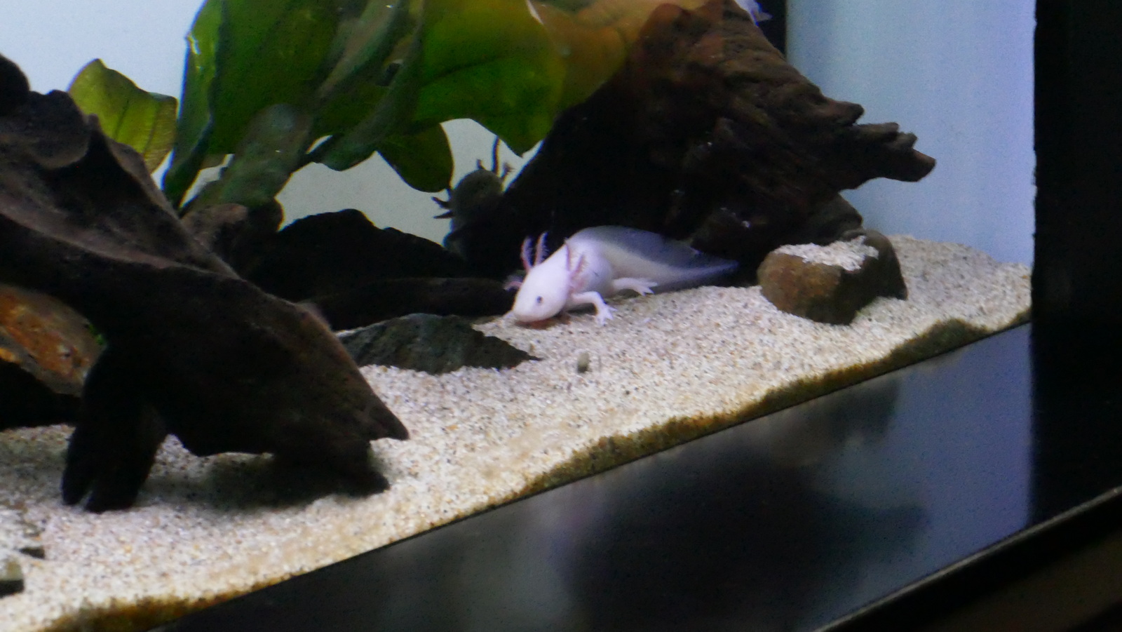 P1110576_resize.JPG