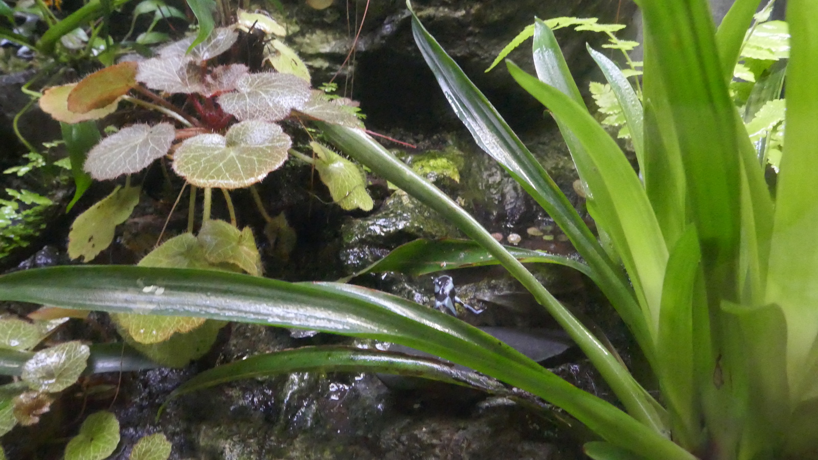 P1110580_resize.JPG