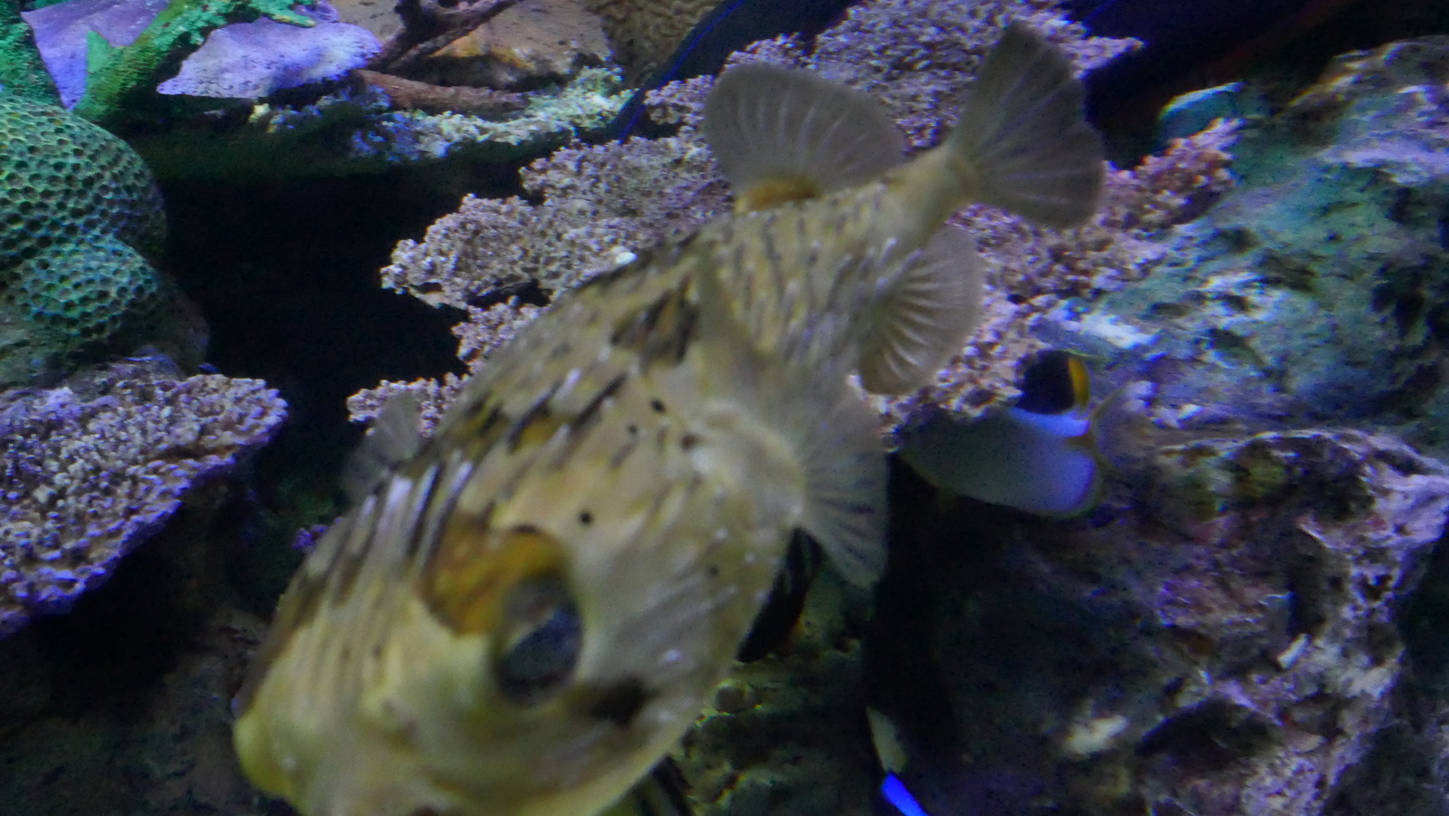 P1110601_resize.JPG