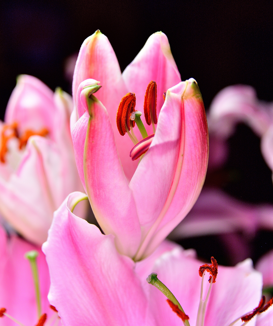 Stargazerfinal bloom to open in bouquet