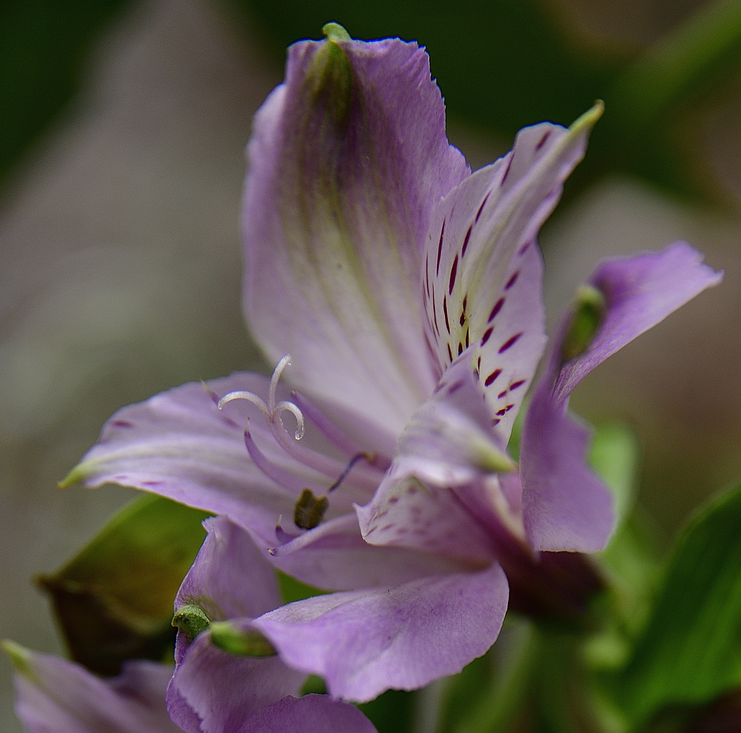 139 of 365 Lavender Peruvian Lily