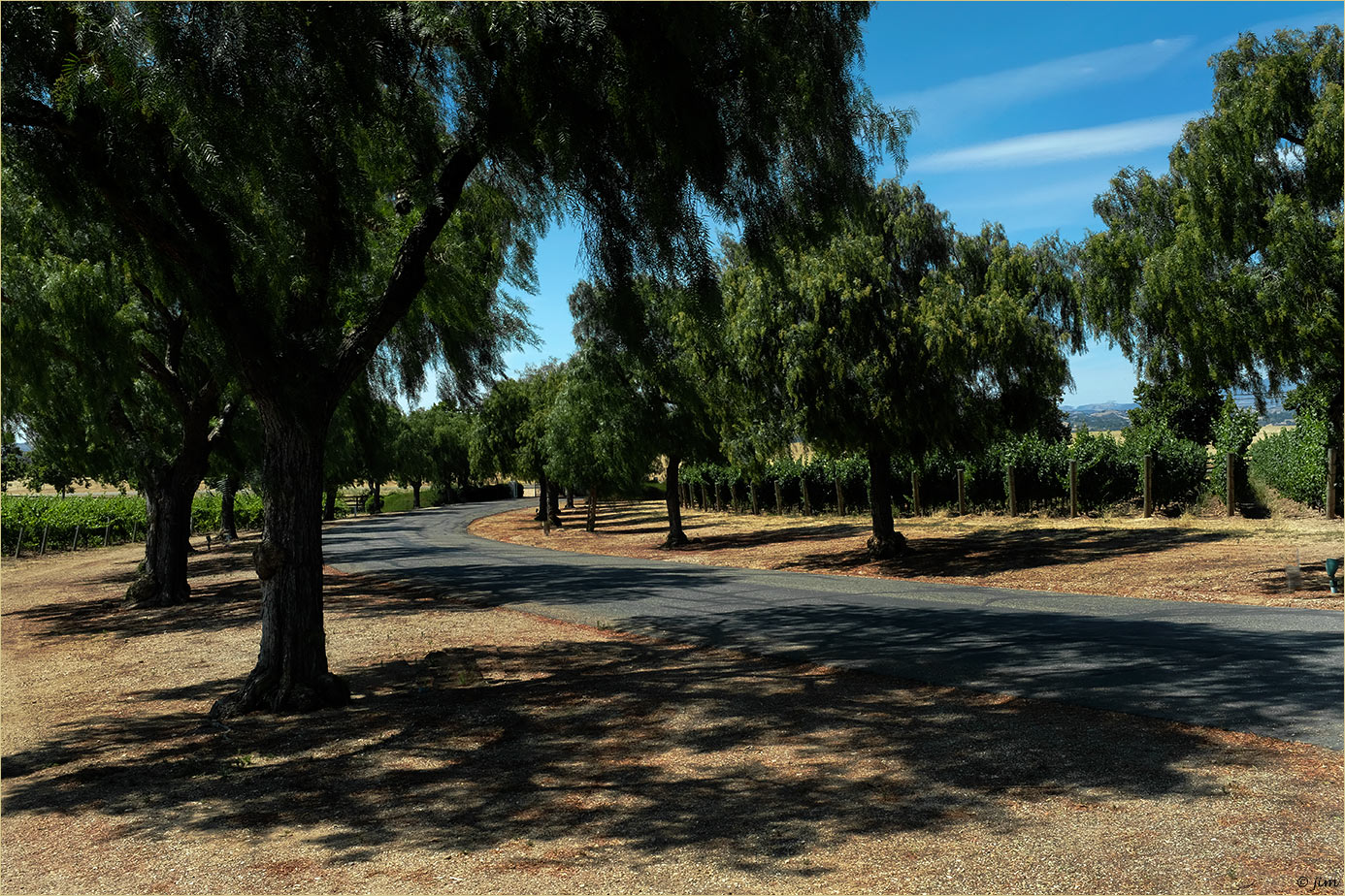 Grapevines and Pepper Trees