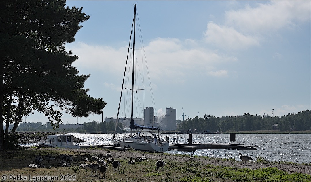 Fifth stop: Hamina Tervasaari marina / ducks
