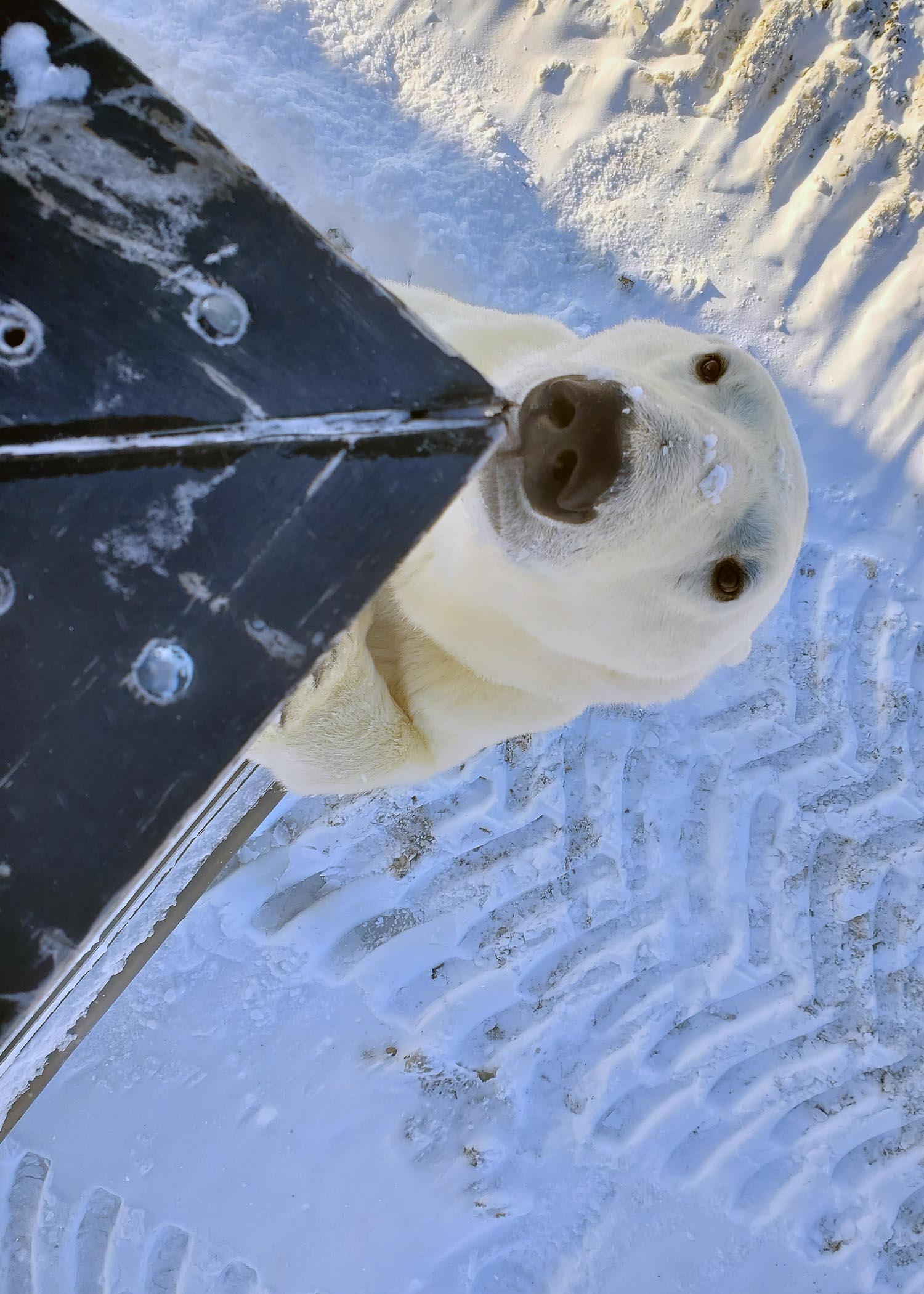 20191107_125115 Polar bear on the edge of the buggy.jpg