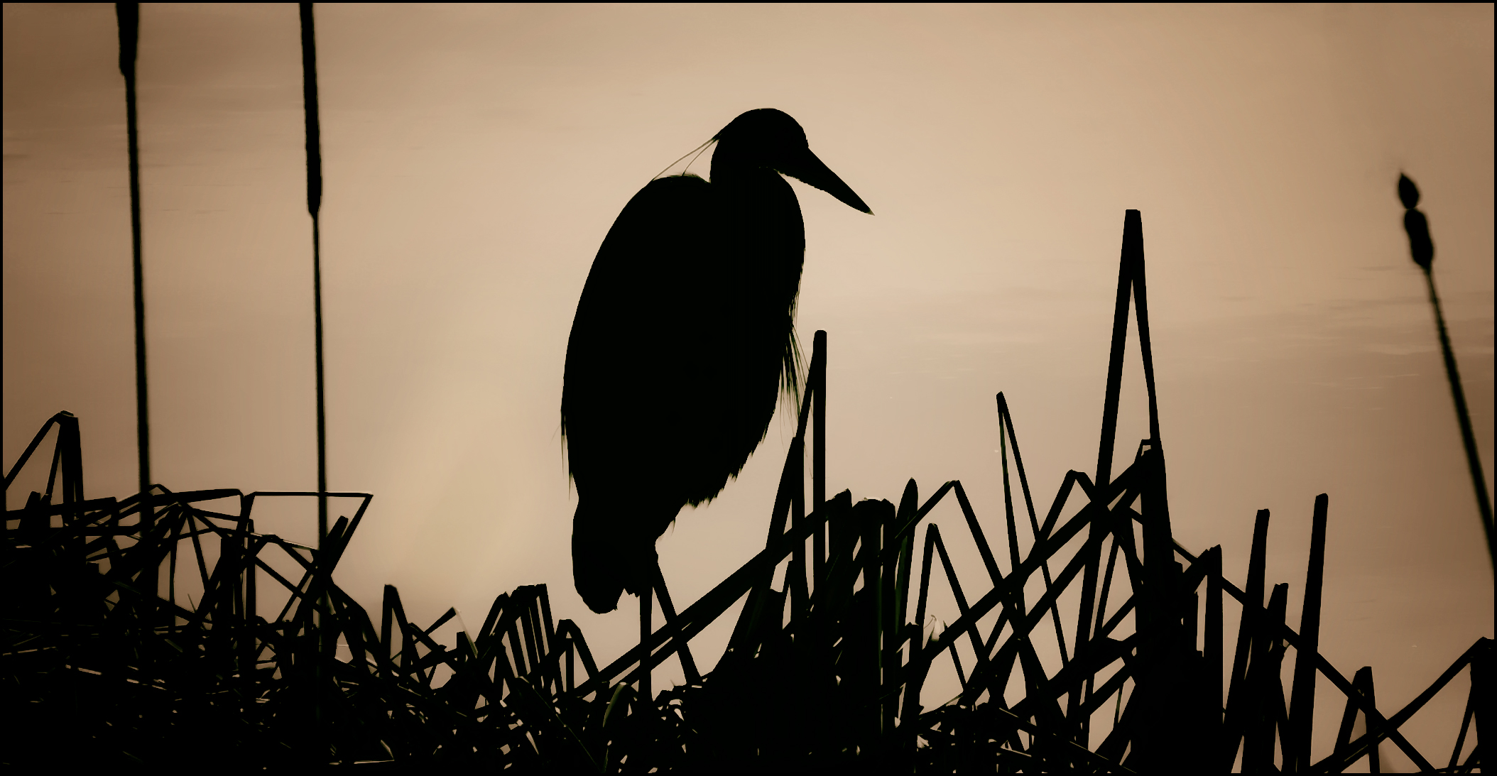 Great Blue Heron at sunset.