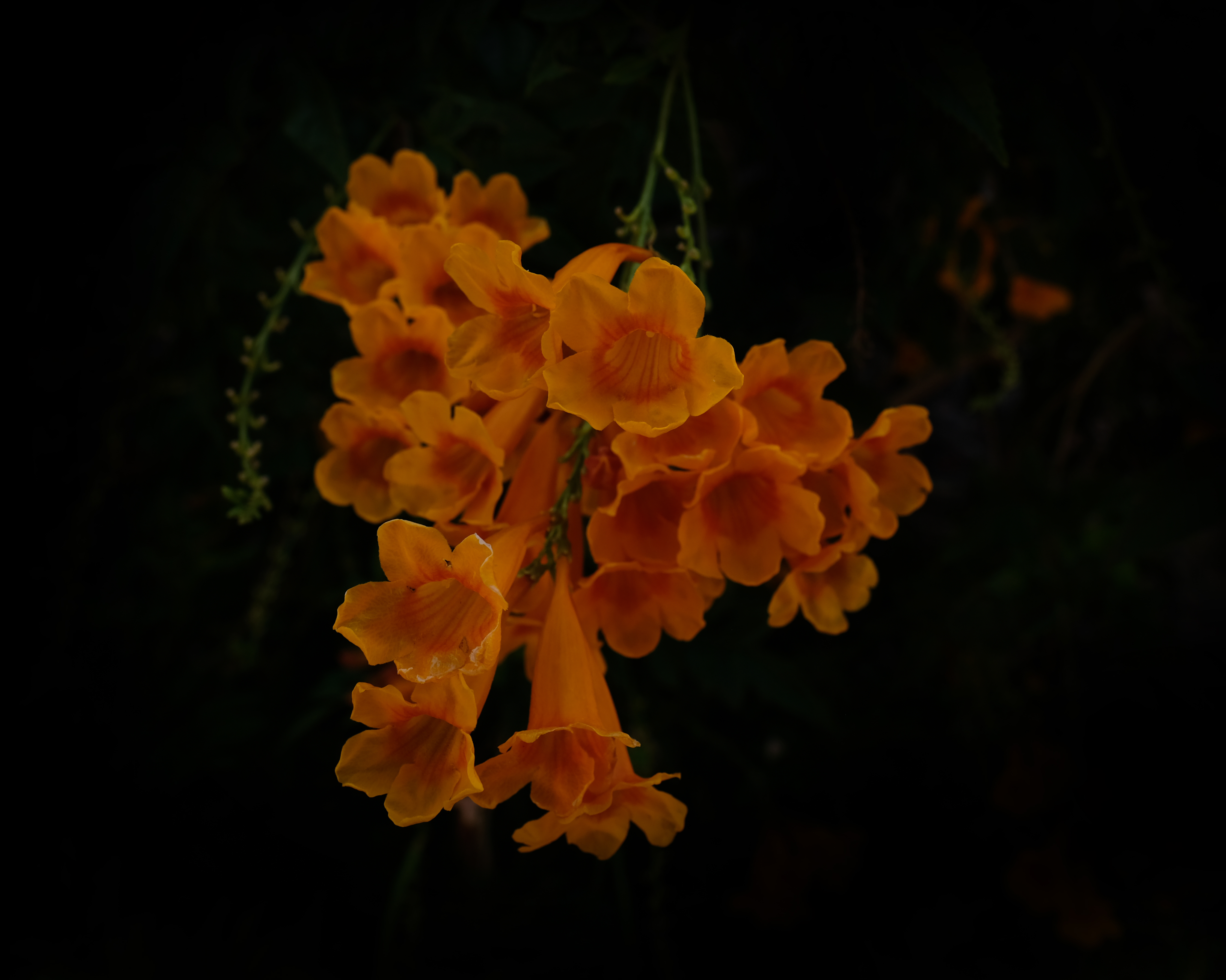 Delightfully orange.