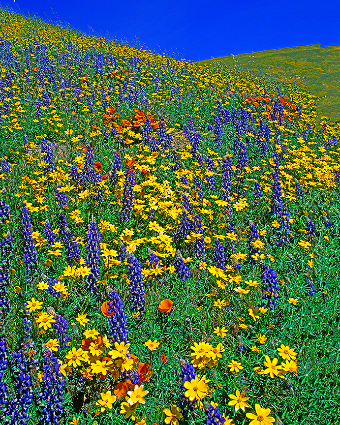 Coreopsis, lupines, and poppies, Gorman, CA