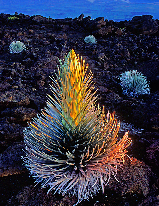 Silversword on aa lava flow at sunrise, Haleakala Crater, Maui, HI
