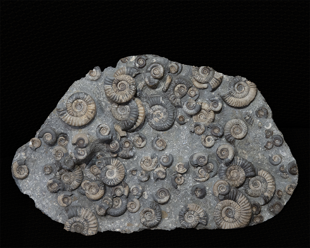 Ammonite assemblage,  Lower Jurassic, North Yorkshire, U.K.