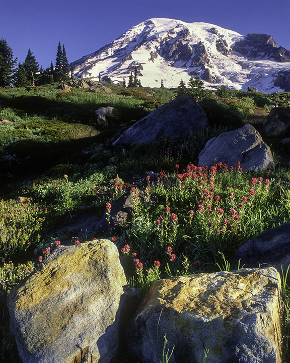 Volcanic Boulders, Paradise Meadow, Mt. Rainier National Park, WA