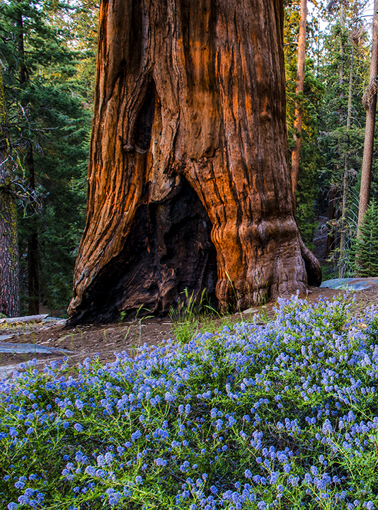 Sequoia, Sequoia National Park, CA