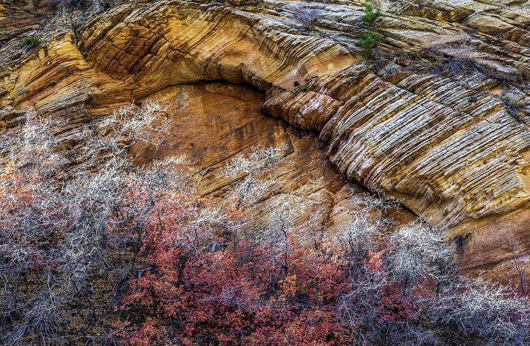 Big Tooth Maples in an alcove, Zion National Park, UT