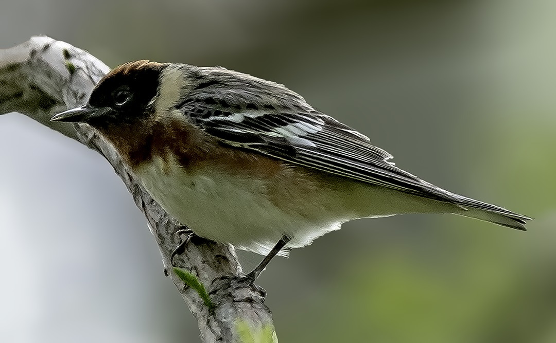 Bay-breasted Warbler, Magee Marsh, Ohio