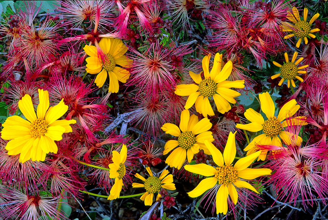 Fairy Duster and Brittlebush, Organ Pipe Cactus National Monument, AZ