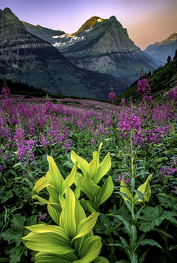 Fireweed and Corn Lilies at Logan Pass