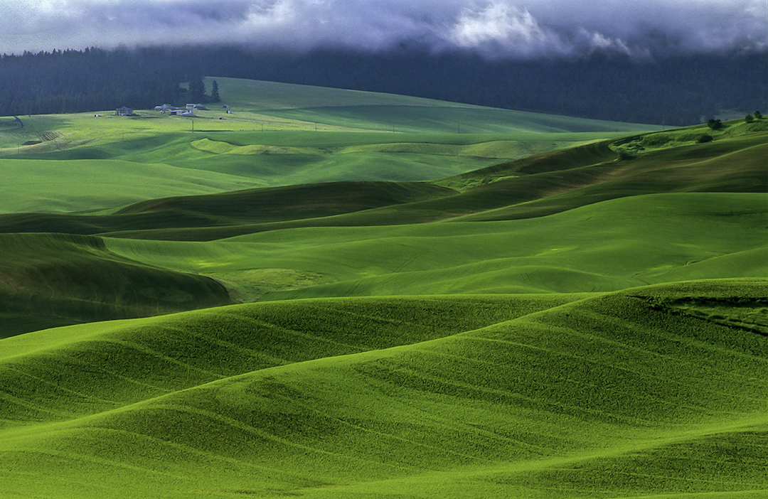 Palouse Hills near Pullman, WA