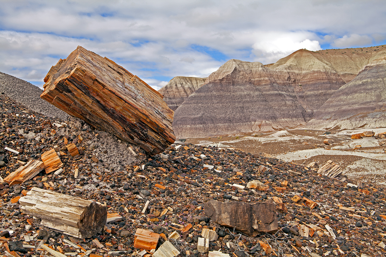 Petrified Wood, Petrified Forest National Park, AZ