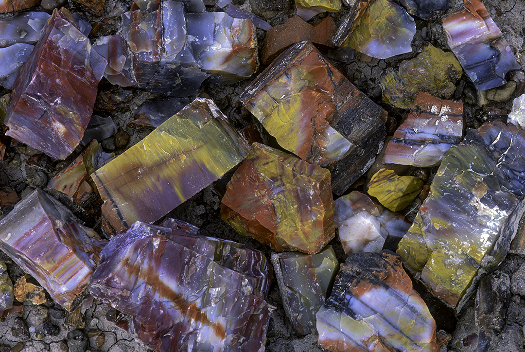 Pieces of Petrified Wood in the Rainbow Forest, Petrified Forest National Park, AZ