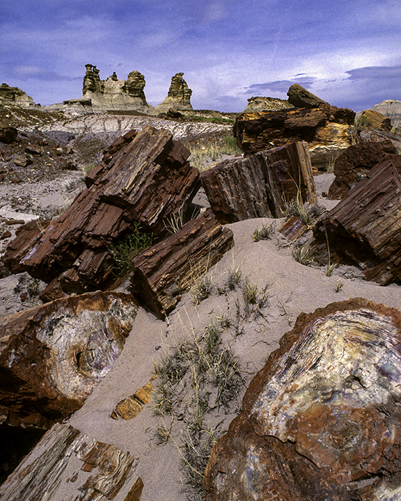 Petrified Forest National Park, AZ