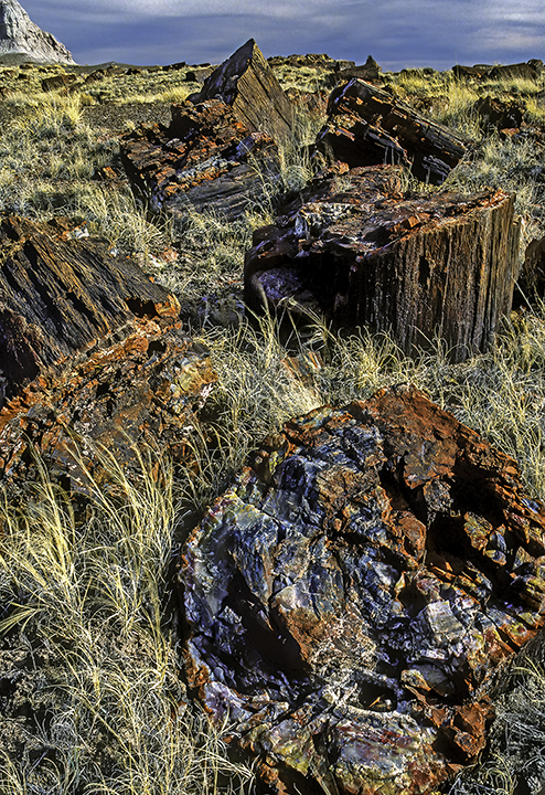 Petrified Wood, Jasper Forest, Petrified Forest National Park, AZ.jpg