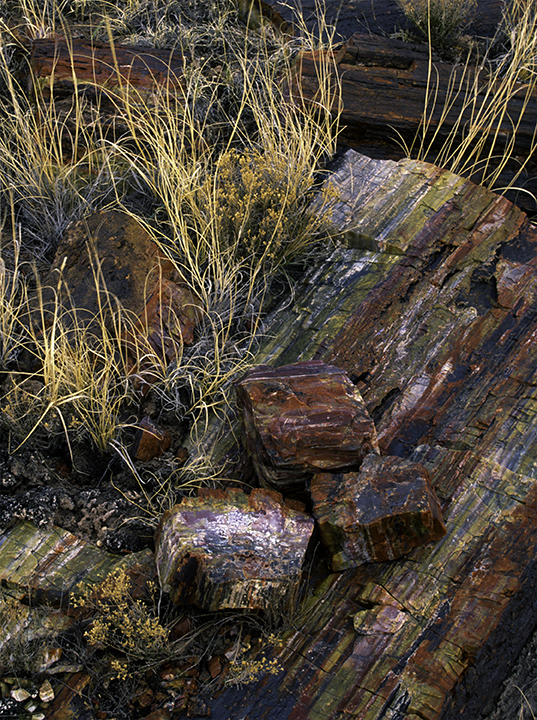 Petrified log with chunks of petrified wood, Petrified Forest National Park, AZ