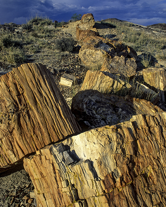 Broken petrified log, Petrified Forest National Park. AZ
