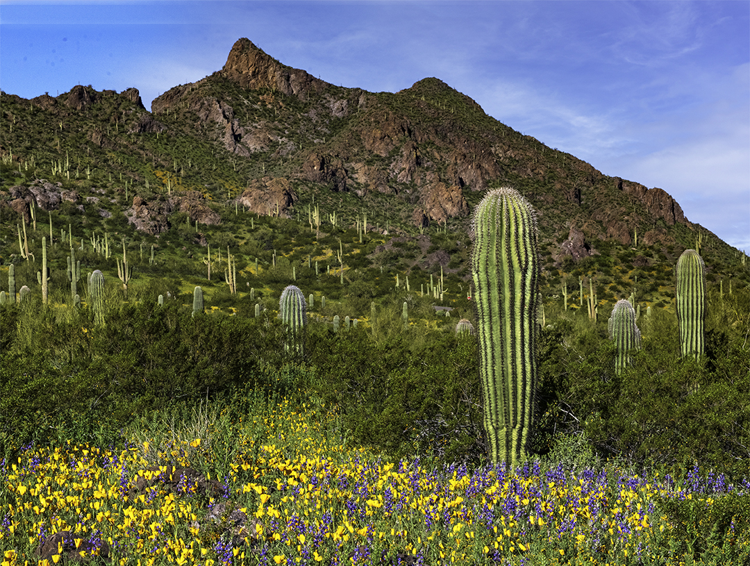 Picacho Peak State Park, Super Bloom.