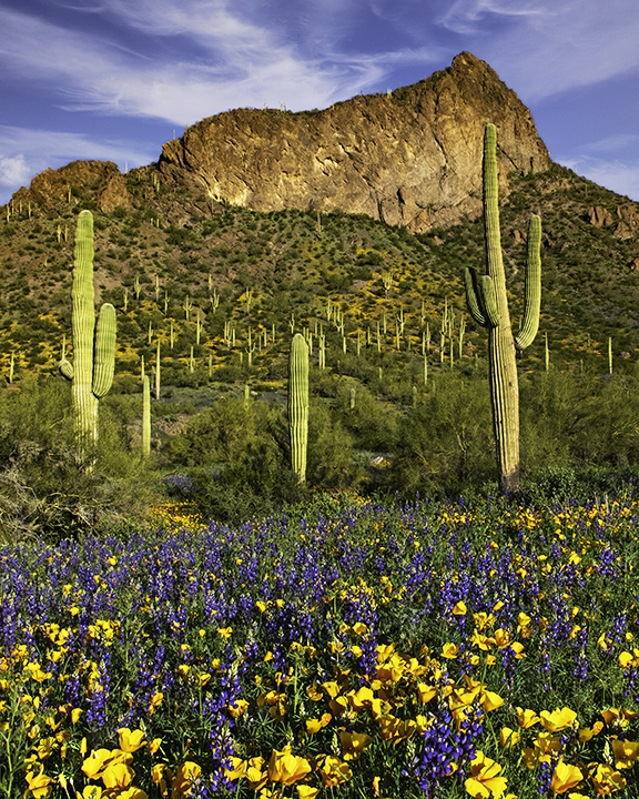 Spring Fowers and Saguaro Cacti, Picacho Peak State Park, AZ