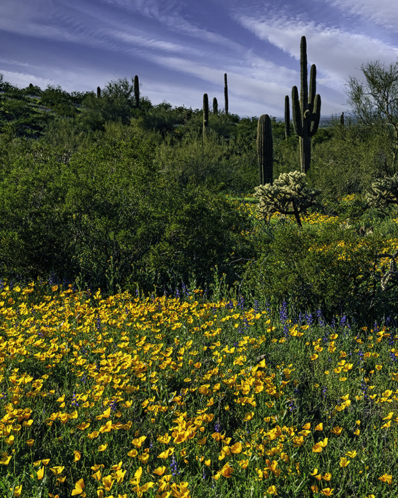 Desert Super Bloom, Picacho Peak State Park, AZ