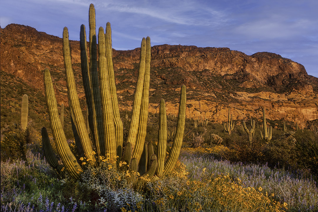 Organ Pipe Cactus at Sunset, Organ Pipe Cactus National Monument, AZ