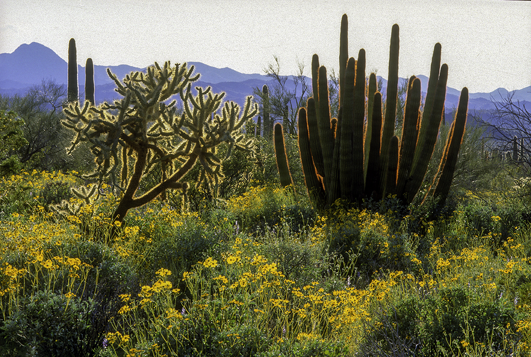 Back lit Organ Pipe and Chainfruit Cholla, Organ Pipe Cactus National Monment, AZ