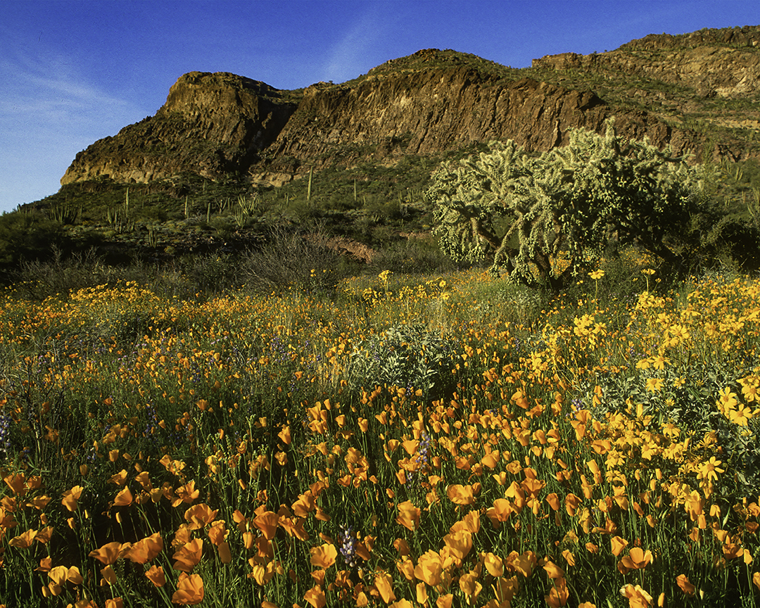 Poppies, Brittlebush, and Chainfruit Cholla, Organ Pipe National Monument, AZ