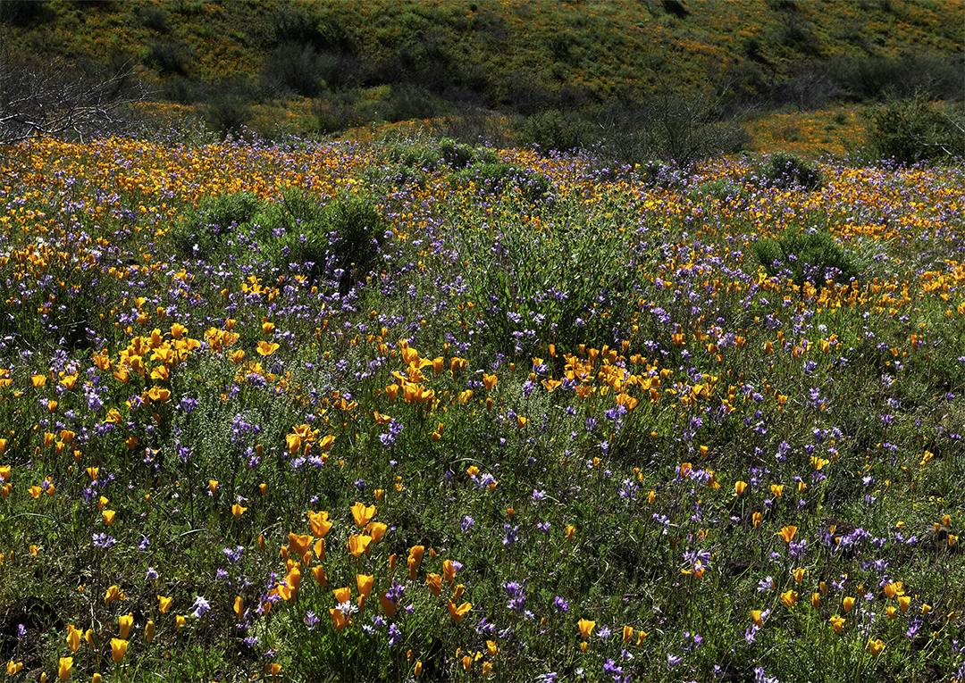 Blue Dicks, Fiddlenecks and Mexican Gold Poppies, Peridot Mesa, AZ