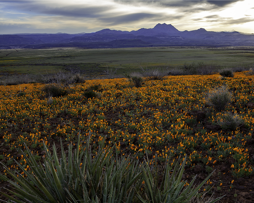 Yuccas and Poppies, Peridot Mesa, San Carlos Apache Reservation, AZ